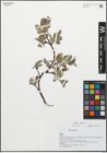 Foto von Salix alpina Scop.